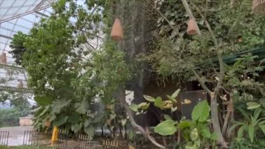 Öğleden sonra parktaki yapay bir çeşmenin videosu. Güçlü bir rüzgar esiyor.