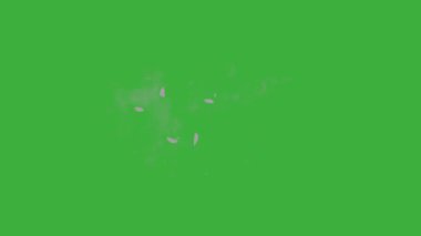 Yeşil ekran arka planında hareket eden video animasyon çizgi film patlama element efekti döngüsü 