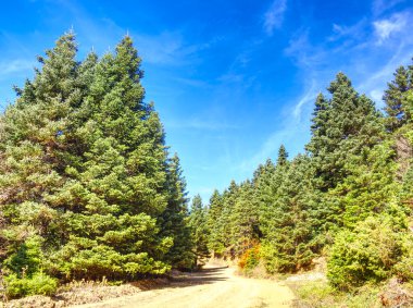 Forest landscape in autumn, Euboea, Greece