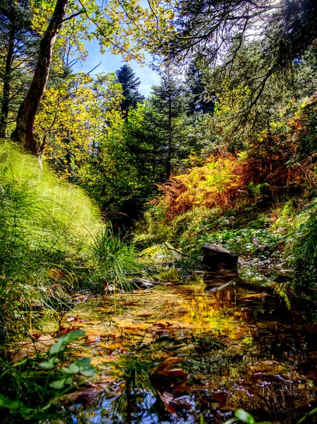 Forest river reflection in autumn, Euboea, Greece