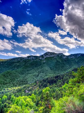 Forest land under blue cloudy sky