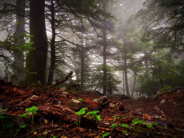 Misty forest with trees and fog during hiking, Parnitha, Greece