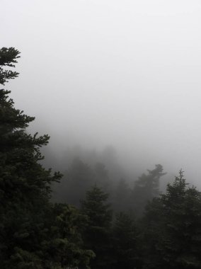 Vertical photo of misty cloudy forest. Copy space available. Trees disappear into the fog.