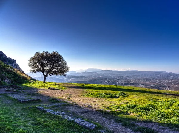 Lonely tree. on green meadow in corinthian castle, Corinth, Greece