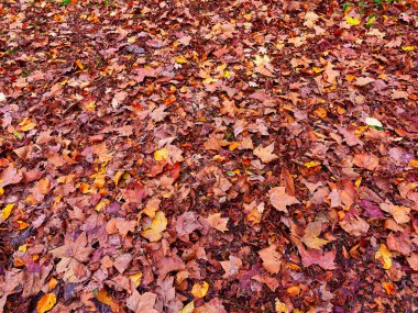 Sonbahar ağacı yaprakları tam çerçeve düzenleme arkaplanı. Yüksek kalite fotoğraf