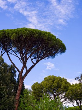 Villa Borghese bahçelerindeki ağaç manzarası, Roma, İtalya. Yüksek kalite fotoğraf