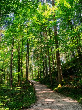 Almanya 'nın Bavyera Alplerindeki Konigsee Ormanı' ndan geçen patika. 