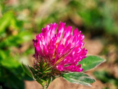 Kırmızı Yonca yaz çayırında yakın çekim makrosu.