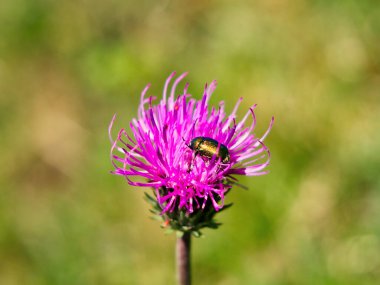 Knapweed 'deki Yaprak Böceği Centaurea çiçeği yaz çayırında.