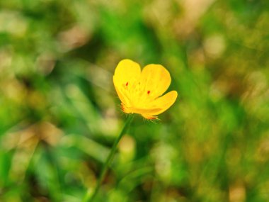 Sunlight Yellow Geum ya da avens çiçeği yakın çekim. Yüksek kalite fotoğraf