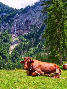 İnek güpegündüz çimlerin üzerinde oturuyor. Berchtesgaden Ulusal Parkı, Bavyera, Almanya 