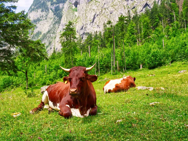 Cow sitting in a grass area in daylight. Berchtesgaden national park, Bavaria, Germany