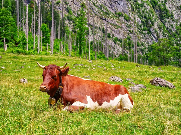 Cow sitting in a grass area in daylight. Berchtesgaden national park, Bavaria, Germany