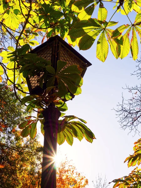 Sun beam behind lantern pole and sycamore tree leaves