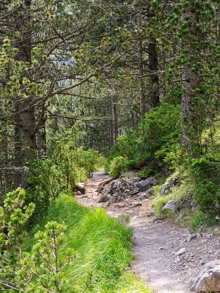 Yazın orman yürüyüş parkuru. Yüksek kalite fotoğraf