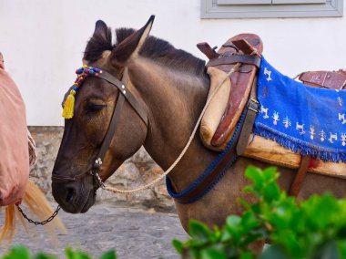 Resimli Yunan adası Hydra 'da güzel beyaz bir katırın yakın çekimi. 