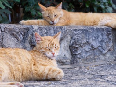 Hydra Adası, Saronik Körfezi, Ege Denizi, Yunanistan 'ın kaldırım taşı sokakta dinlenen sokak kedileri 