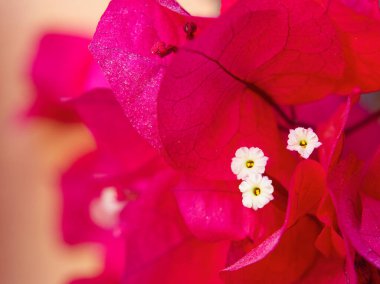Bougainvillea çiçek sapı, sarı duvara yakın plan. 