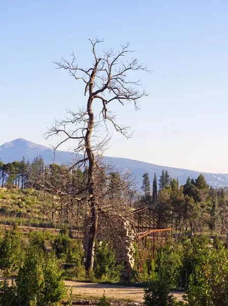 Çırılçıplak ağaç, arka planda dağlar, kırsal kapılar görünen bahçede dimdik ayakta duruyor.