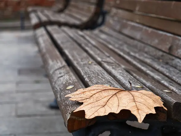 Tek bir sonbahar yaprağı, değişen mevsimleri sembolize eden yıpranmış ahşap bir bankta dinlenir..