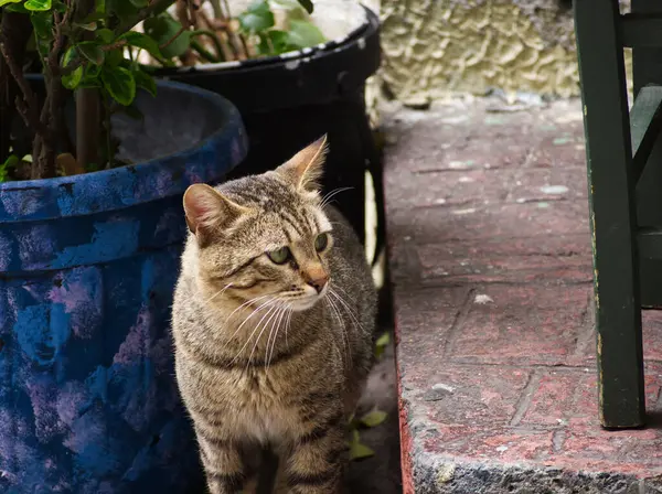 Gri bir tekir kedi, mavi bir saksı ve saksı bitkilerinin yanındaki tuğla bir verandada tetikte durur..