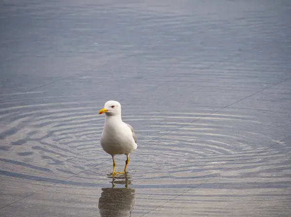 Beyaz bir martı sığ sularda duruyor, sakin bir yüzeyde ayakları etrafında dairesel dalgalanmalar yaratıyor..