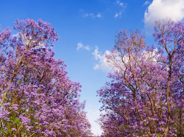Pırıl pırıl bulutları olan açık mavi gökyüzüne karşı çiçek açan canlı mor jakaranda ağaçları.