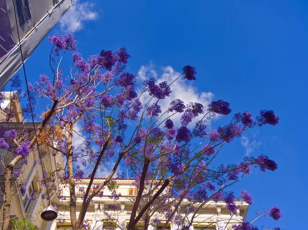Canlı mor jakaranda çiçekleri parlak mavi bir gökyüzüne karşı çiçek açar ve arka planda beyaz bir bina bulunur.