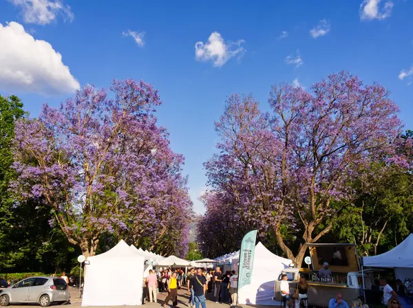 Atina, Yunanistan - 31 Mayıs 2025: Güneşli bir günde canlı mor jakaranda ağaçları altında beyaz çadırlarla açık hava festivali