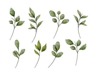 Beyaz arkaplanda izole edilmiş, vektör fırçası için özelleştirilebilir Yaprak dalı ayarlandı