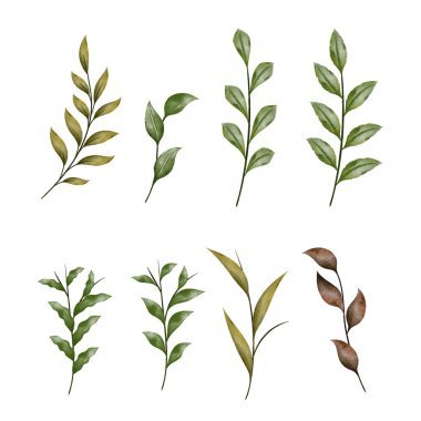 Yeşil ve Kahverengi Yaprak Yaprak Koleksiyonu, beyaz arkaplanda izole