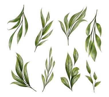 Yeşil Yaprak Dalları koleksiyonu, beyaz arkaplanda izole