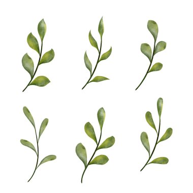 Beyaz arkaplanda izole edilmiş, doğadan esinlenilmiş suluboya Yaprak Dalları koleksiyonu