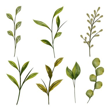 Beyaz arkaplanda izole edilmiş vektör fırçası için suluboya yaprağı dalı ayarlandı