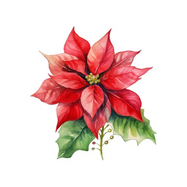 Beyaz arkaplanda suluboya şeklinde Noel çiçek aranjmanı