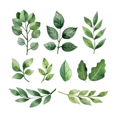 Sulu yeşil yaprak elementleri. Toplama botanik vektörü 10, düğün davetiyesi için uygun beyaz zemin üzerinde izole edilmiş, tarihi kaydet, teşekkürler, veya tebrik kartı