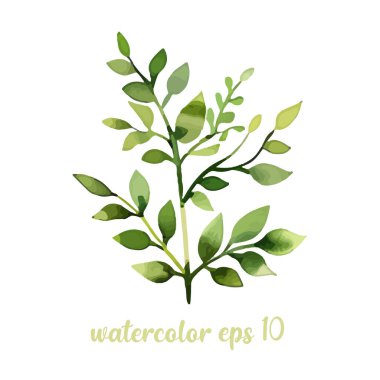 Yeşil orman eğreltiotunun vektör elementleri, tropikal yeşil okaliptüs yeşillik yeşillik yaprağı doğal bitkiler suluboya stilinde yapraklar.