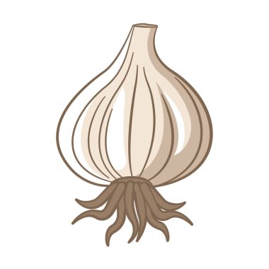 Köklü Ham Sarımsaklı Baharatlı Sebze Vektör Tasarımı