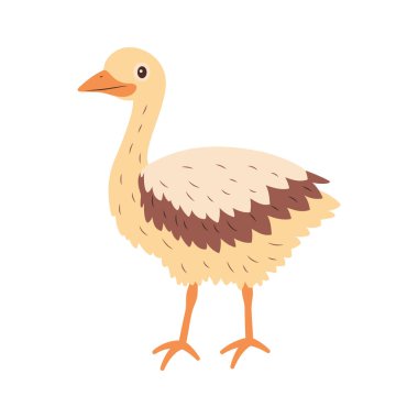 Şirin Devekuşu Kahverengi Afrika Büyük Kuş Doğa Hayvan Karakteri