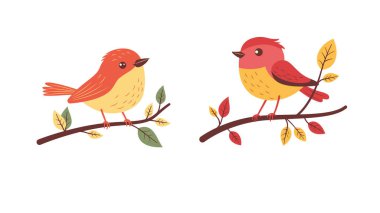 Ağaç dalına tünemiş bir çift şirin turuncu Robin Bird.