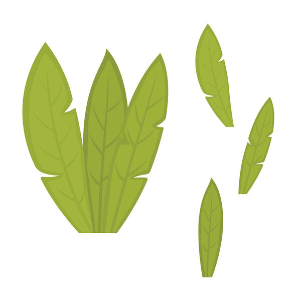 Elements of Green Fresh Tropical Banana Leaves Foliage Plant in the Park Garden