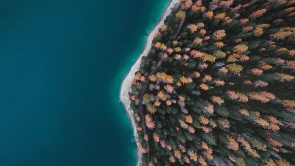 Höstfilm Lago Braies Pragser Wildsee Dolomiterna Italien 2022 Högkvalitativ Film — Stockvideo