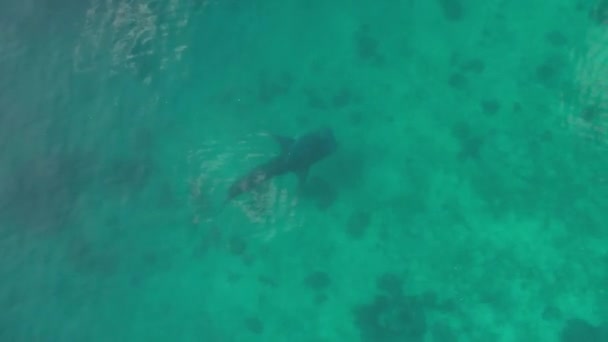 Whalesharks Nadando Dron Oceánico 2022 Fhd Imágenes Aéreas Cebú Filipinas — Vídeo de stock
