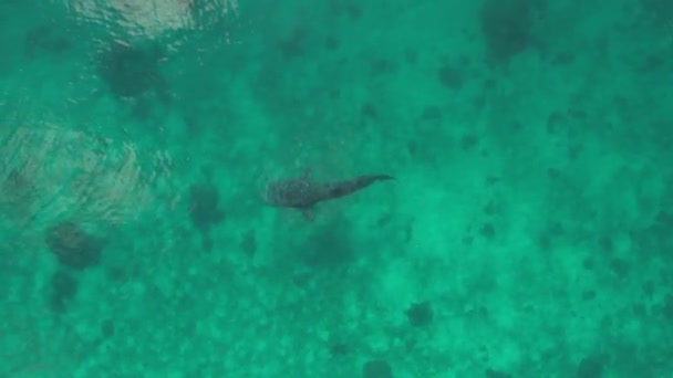 Walvishaaien Zwemmen Oceaandrone 2022 Fhd Luchtbeelden Cebu Filippijnen Hoge Kwaliteit — Stockvideo