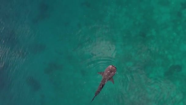 Whalesharks Úszik Óceán Drón 2022 Fhd Légi Felvétel Cebu Fülöp — Stock videók