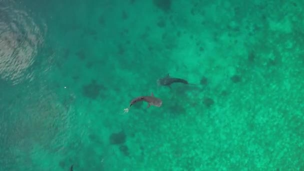 Whalesharks Nuotare Nel Drone Oceanico 2022 Fhd Riprese Aeree Cebu — Video Stock