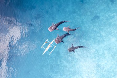 Okyanus insansız hava aracı 2022 'de yüzen balina avcıları Cebu Filipinler' de görülüyor. Yüksek kalite fotoğraf