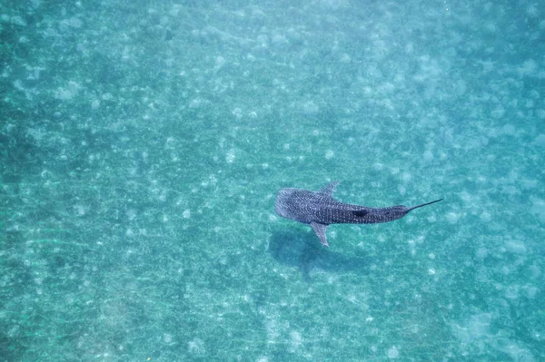 Velrybí Žraloci Plavou Shora Dolů Oceánu Drone 2022 Letecké Záběry — Stock fotografie