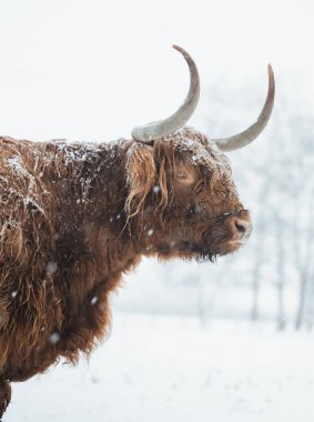 İskoçyalı 2022 'de karla kaplı. Yüksek kalite fotoğraf