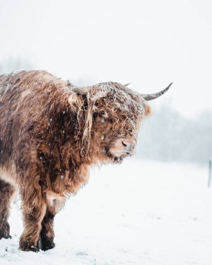 İskoçyalı 2022 'de karla kaplı. Yüksek kalite fotoğraf
